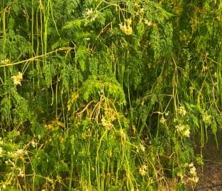 WhatsApp Image 2026-02-02 at 5.32.54 PM (2)