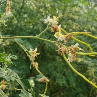 WhatsApp Image 2026-02-02 at 5.32.59 PM