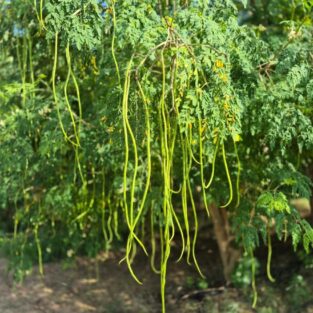 WhatsAppImage2026-02-02at5.32.51PM