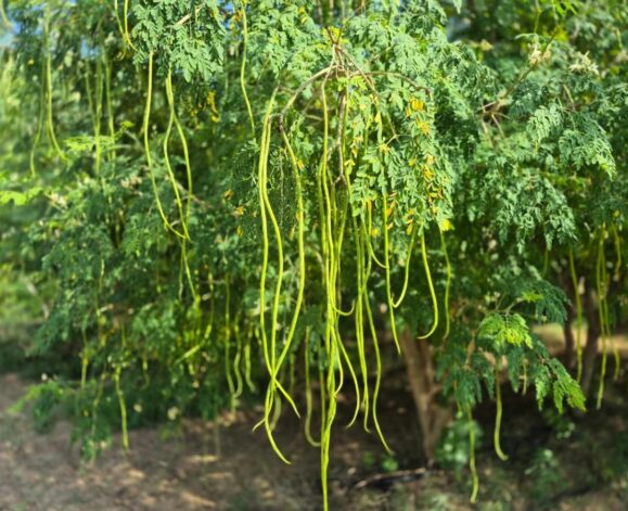 WhatsAppImage2026-02-02at5.32.51PM