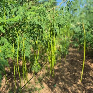 WhatsAppImage2026-02-02at5.32.51PM1