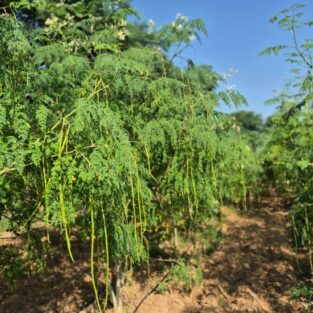 WhatsAppImage2026-02-02at5.32.51PM2